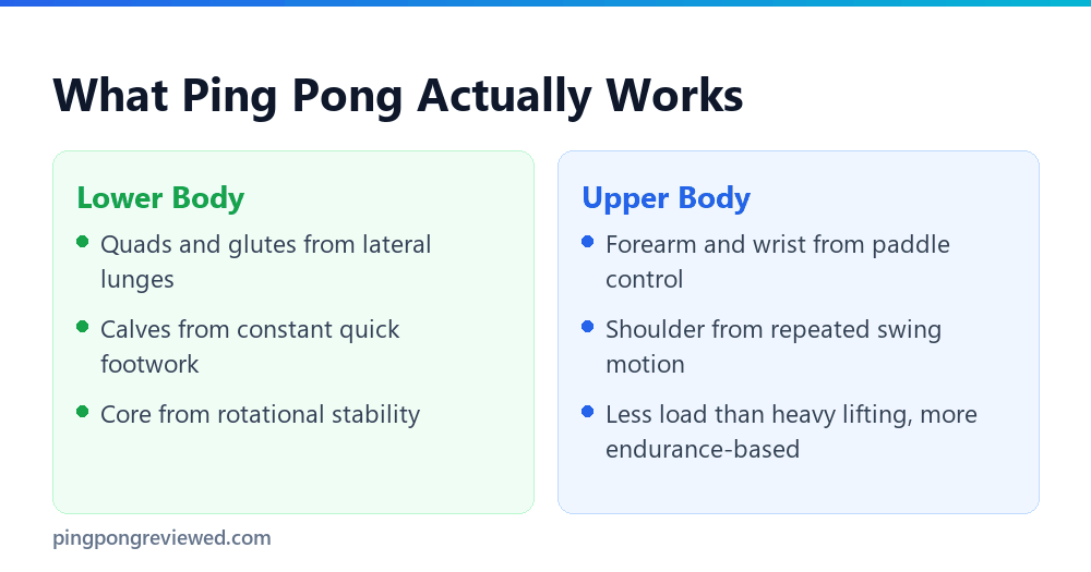 Muscles worked by playing ping pong